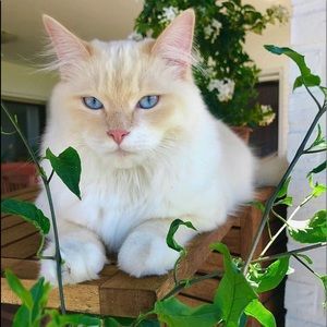 Meet your Posher, Mahdi